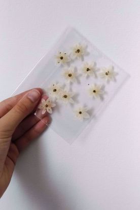 Picture of Pressed flowers